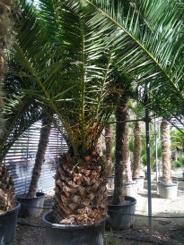 Phoenix Canariensis t 100 cm